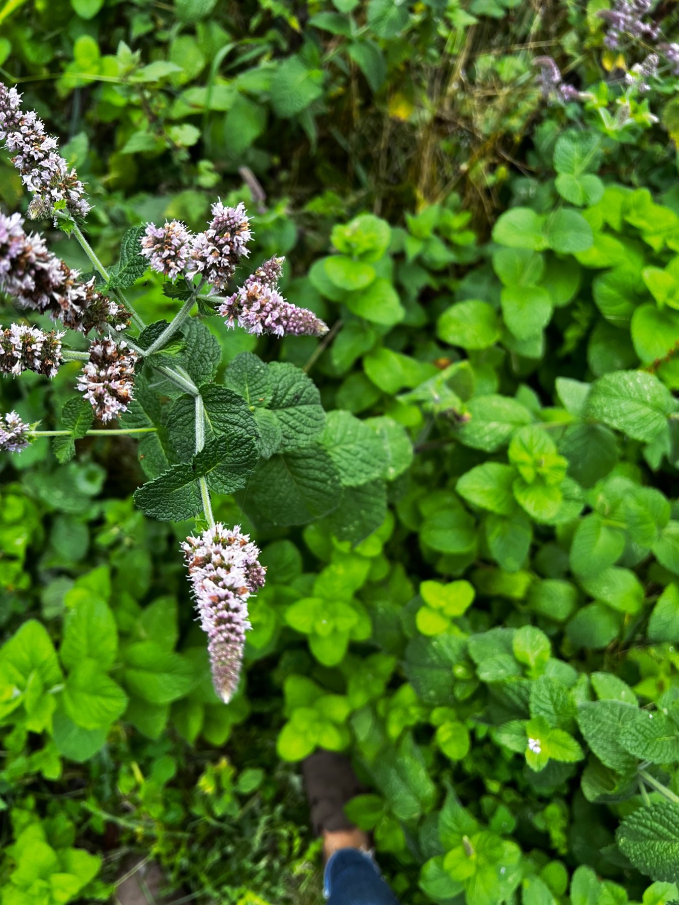 Flowering herbs growing in the garden
