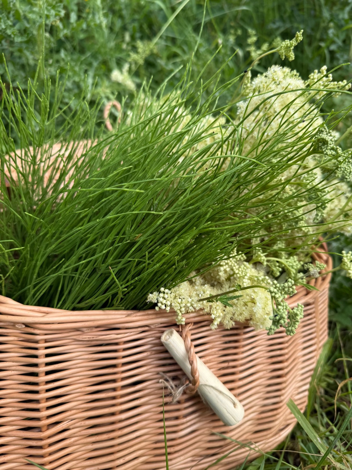 A wicker basket filled with freshly gathered herbs