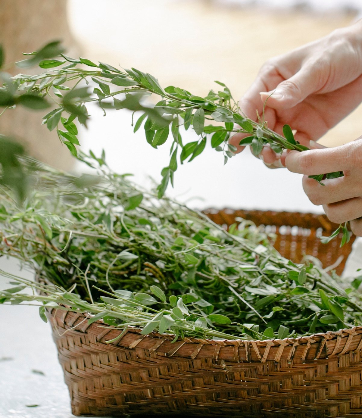 Hands gathering leafy herbs into a basket